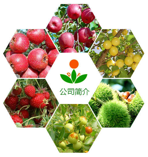 泰安高新區(qū)東方苗木有限公司