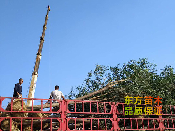 裝車現(xiàn)場(chǎng)