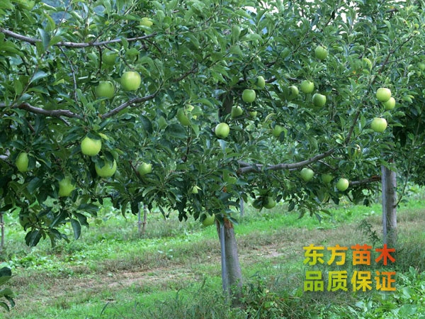 蘋(píng)果苗