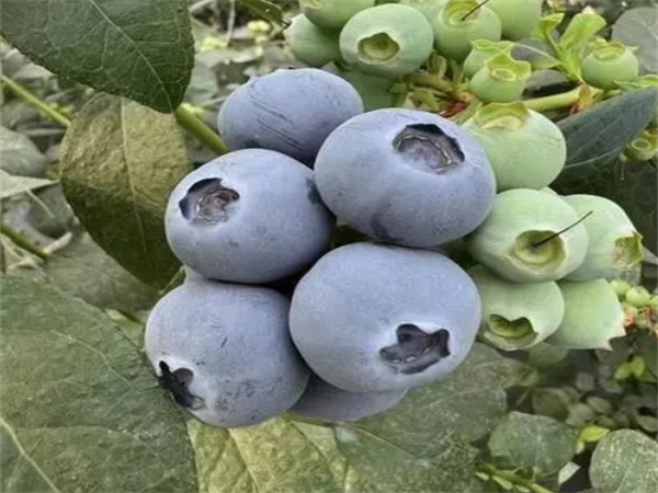 珠寶藍莓